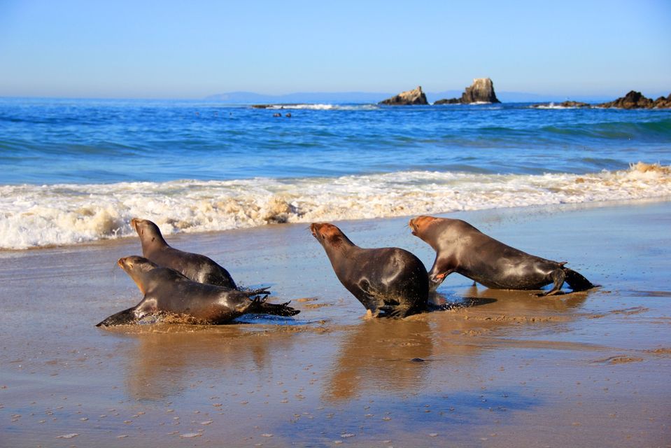 PMMC, an Orange-County based marine mammal rescue center, has rescued, rehabilitated, and released thousands of seals and sea lions since being founded over 50 years ago. The Pacific Marine Mammal Center is not only a leader in ocean protection and research; the organization is one of the key players educating the local OC community about ocean stewardship, providing several programs for kids, adults, and everyone in between.