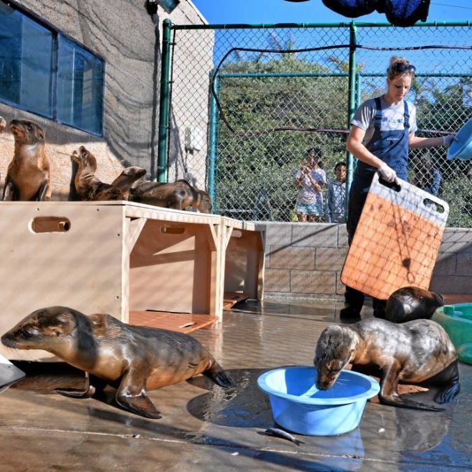 The Marine Mammal Care Center is a marine mammal hospital responding to sick sea life throughout Los Angeles County’s coast. MMCC is a leader in marine mammal rehabilitation, research, and education, responding to thousands of patients in its lifetime and teaching over 10,000 students every year.