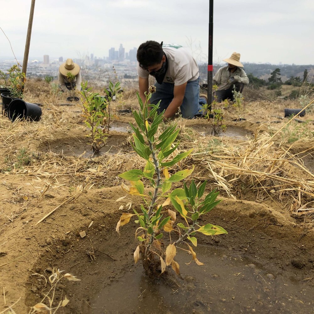 North East Trees is a Los Angeles-area nonprofit dedicated to providing more greenspace for the community, as well as encouraging environmental stewardship in the workforce and education. Thanks to generous donations from people like you, North East Trees has been able to improve the quality of life for thousands of Angelenos, planting over 100,000 trees.